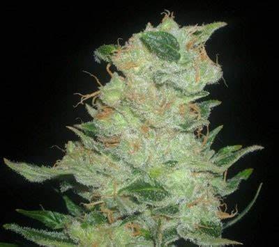 Cinex cannabis strain