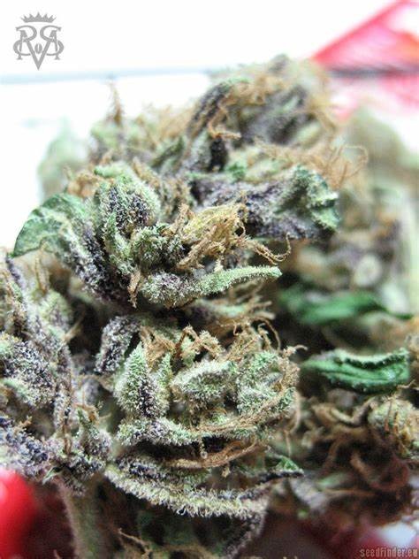 Green crack cannabis strain