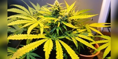Cannabis leaves turning yellow