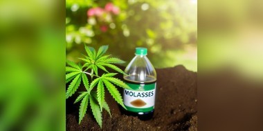 Molasses in cannabis
