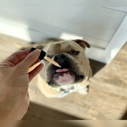 CBD products for pets in dropper
