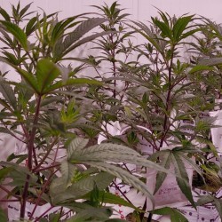 Xebra Netherlands cultivation