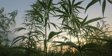 Cannabis plants under the sun