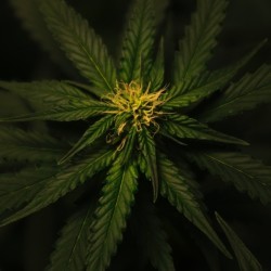 Hemp mobile