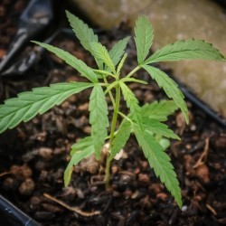 Agriculture Cannabis mobile