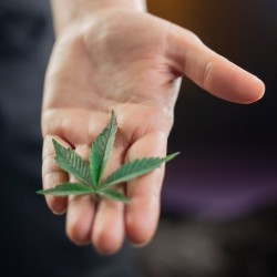 deficiency in cannabis plant