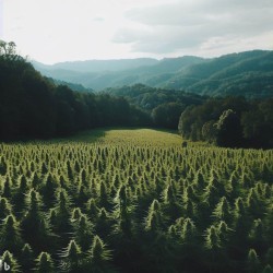 Virginia hemp fields