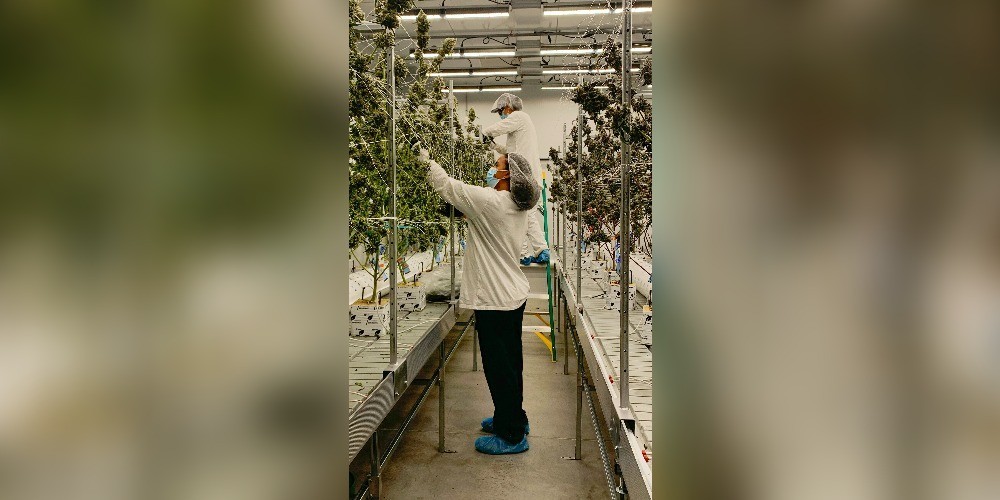 Root & Bloom Named Top New England Cannabis Company at 2023 NECANN ...