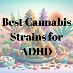 best adhd cannabis strains