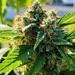 Girl Scout Cookies strain