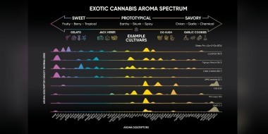 Illustration of cannabis spectrum