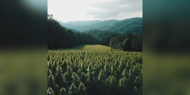 hemp fields in Virginia landscape