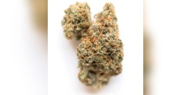 Purple Milk cannabis strain banner
