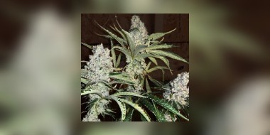 Fat Bastard Cannabis Strain