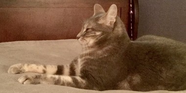Test Cat