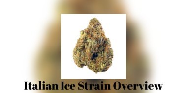 Italian Ice Strain