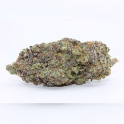 Gary Satan strain