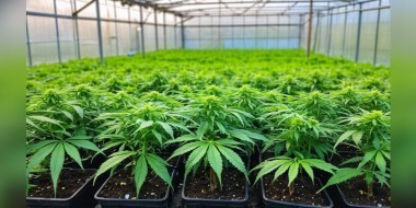 Sour Diesel weed strain