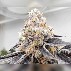 Berry Payton cannabis strain
