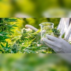 Cannabis testing underway