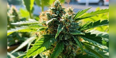 Girl Scout Cookies cannabis strain