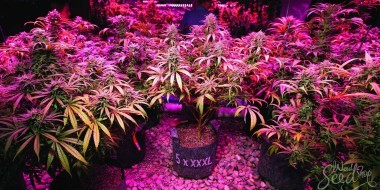 a farm of Cannabis with different plants