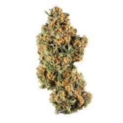 Oreo Cake Strain cannabis