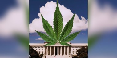 Senate marijuana legalisation representation