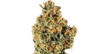 Oreo Cake Strain image