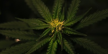 Hemp plant