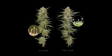 Humboldt Seed Company’s OG Kush diploid and triploid