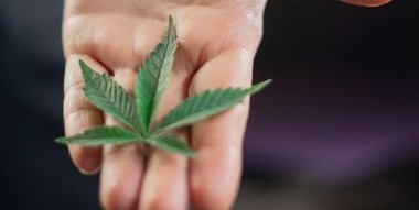 cannabis plant deficiency