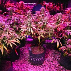 Cannabis farm with different plants