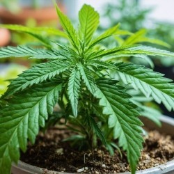 Curling up of cannabis leaves