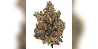 Fig Farms dark karma