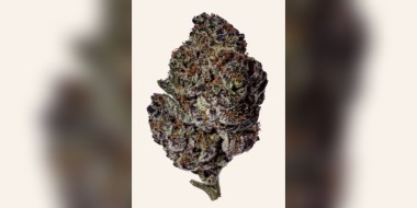 Oreo Blizzard weed Strain
