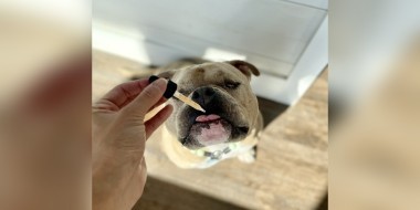 A dog using CBD product