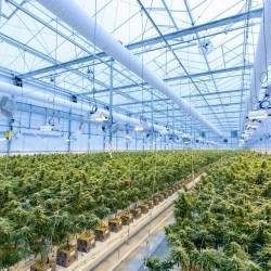Field of cannabis indoors